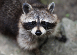 Raccoons