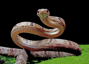 Snake attacks cats
