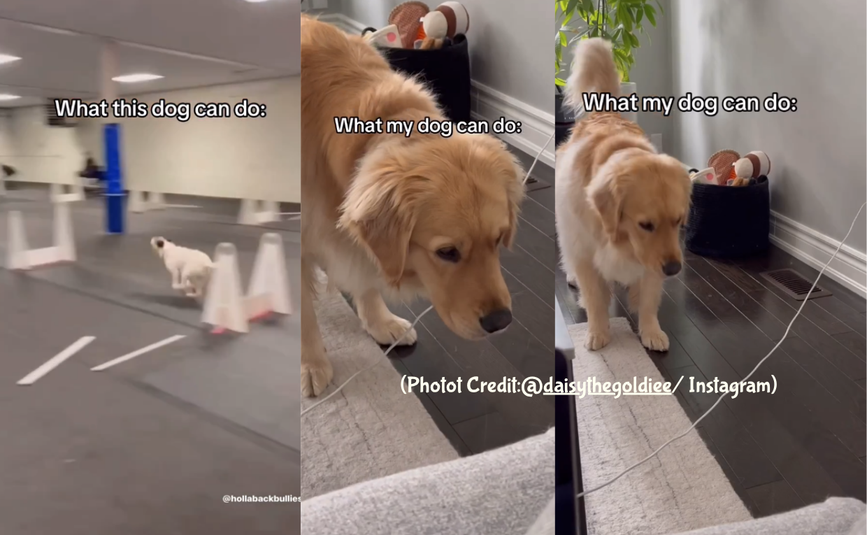 Lazy Golden Retriver