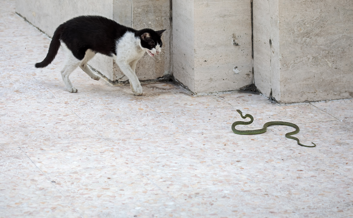 Snake attacks cat