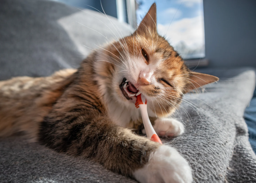 Cat Chew
