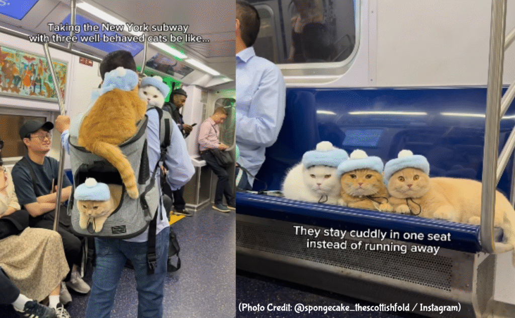 well behaved cats rides NYC subway