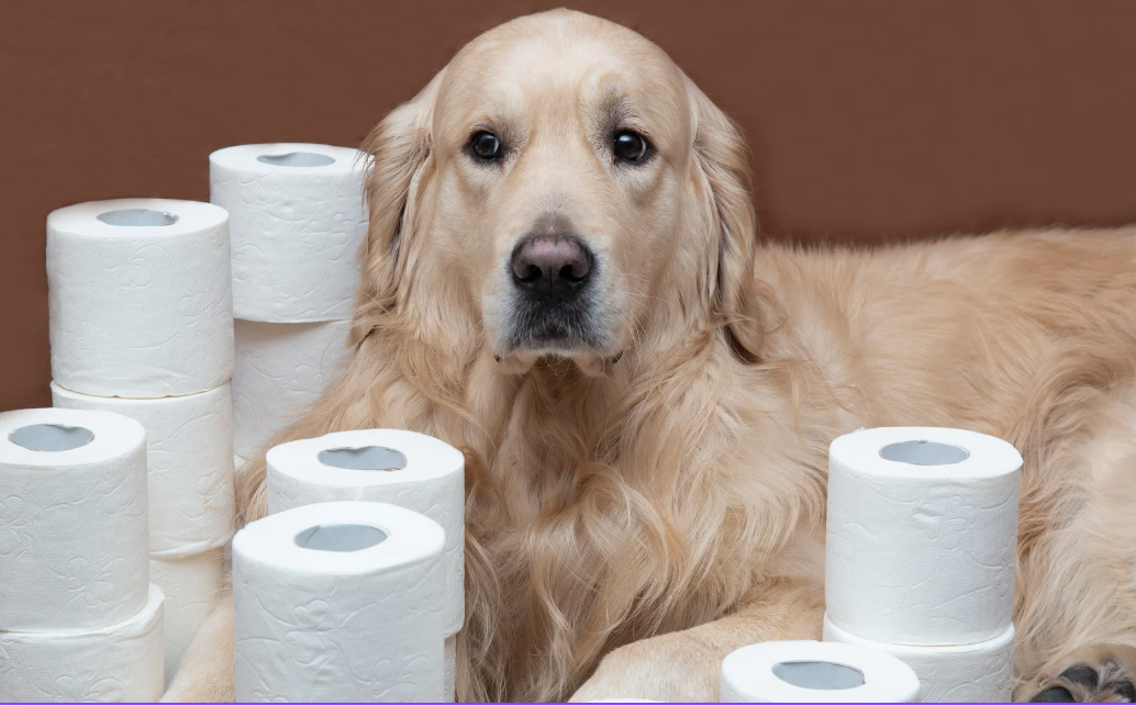 Dog Potty Training