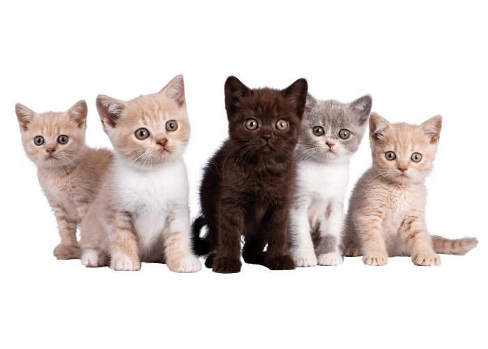 Kittens