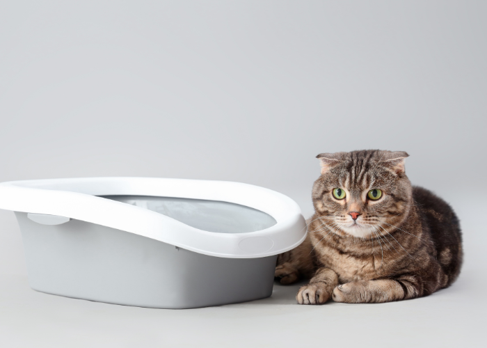 Avoiding Litter Box