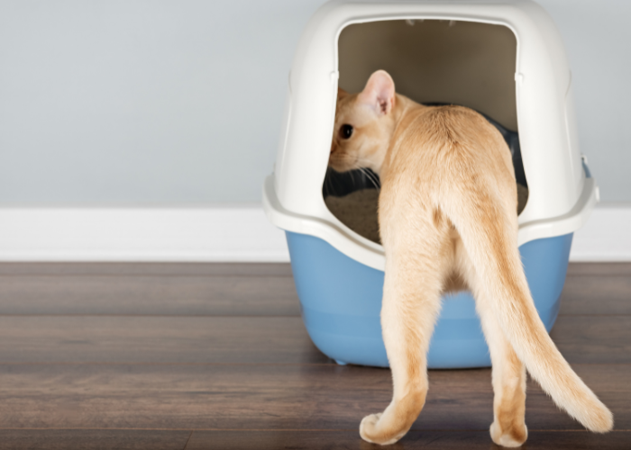 Cat Litter box