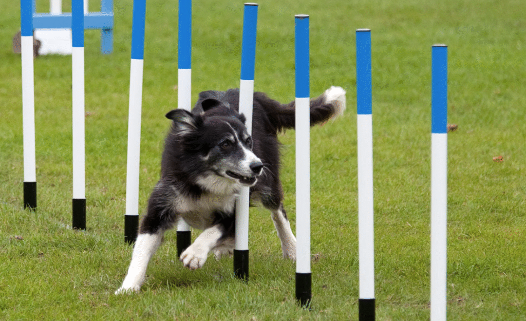 Fun outdoor activities Pets