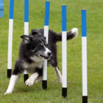 Fun outdoor activities Pets