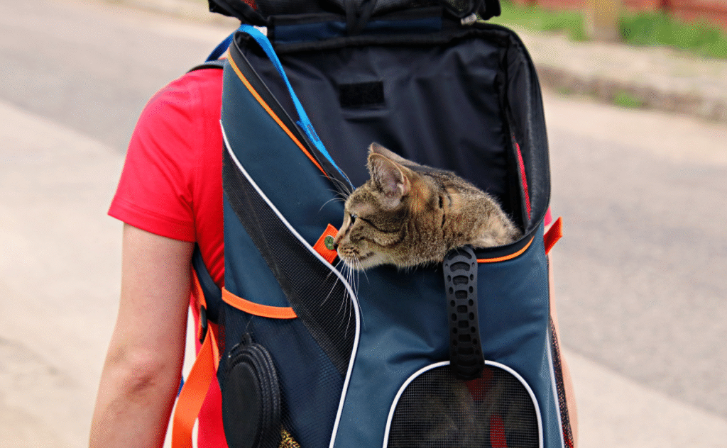 Pet travel essentials and guide