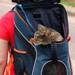 Pet travel essentials and guide
