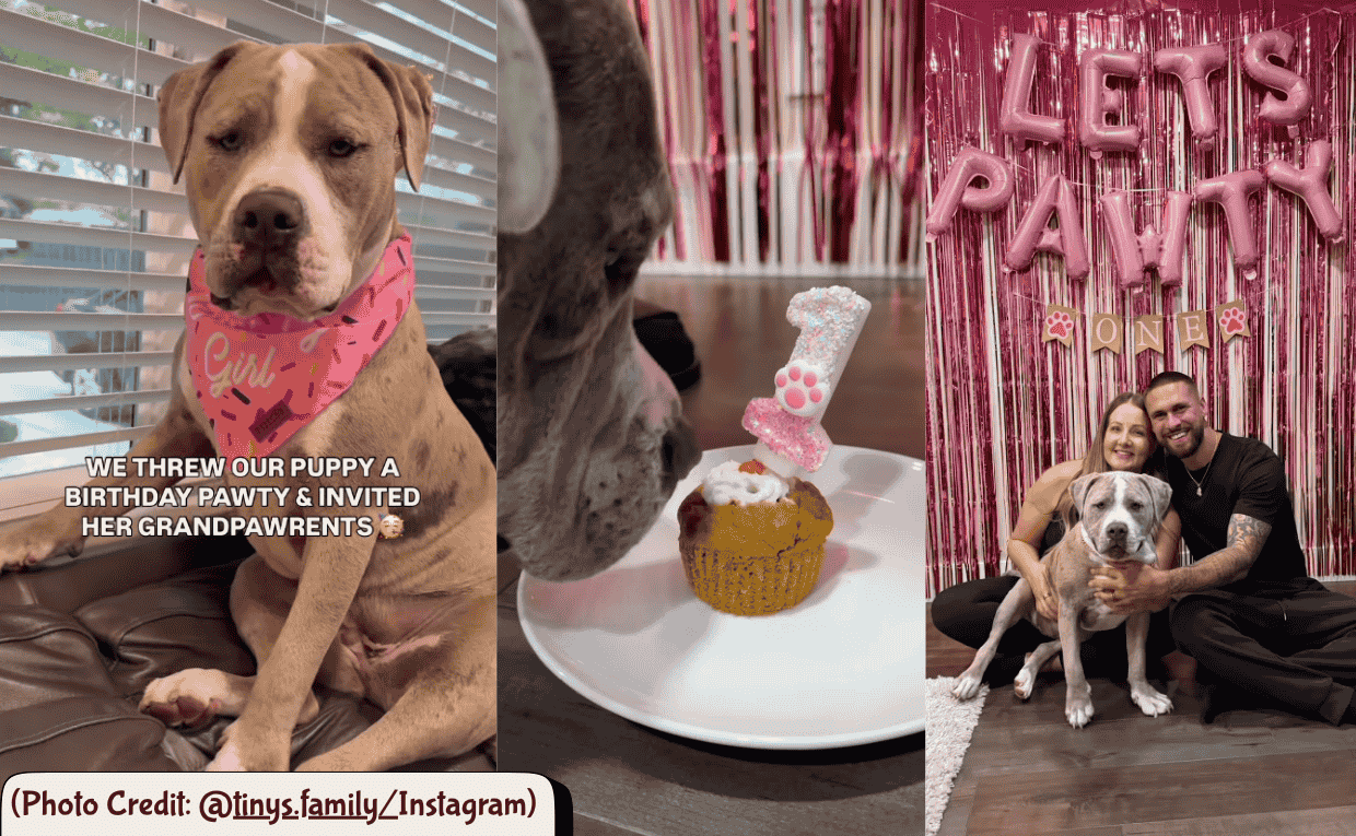 American Bully Birthday Party