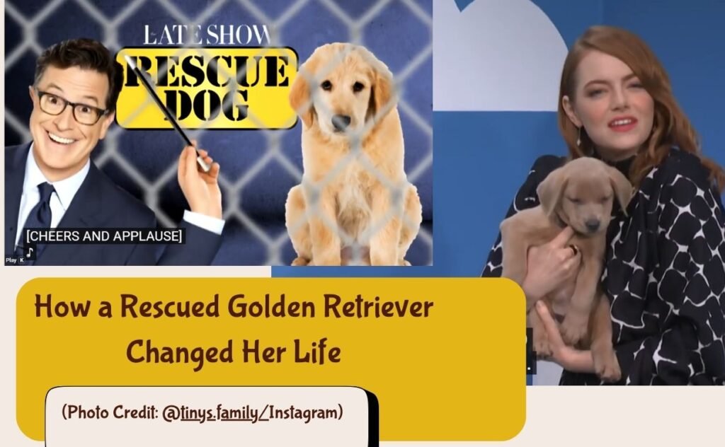Emma Stone Rescue dog Golden retriever