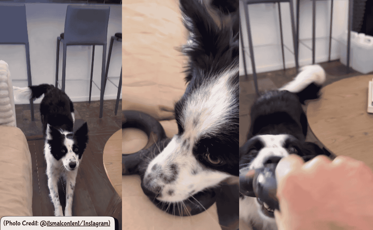 Border Collie wants to Play