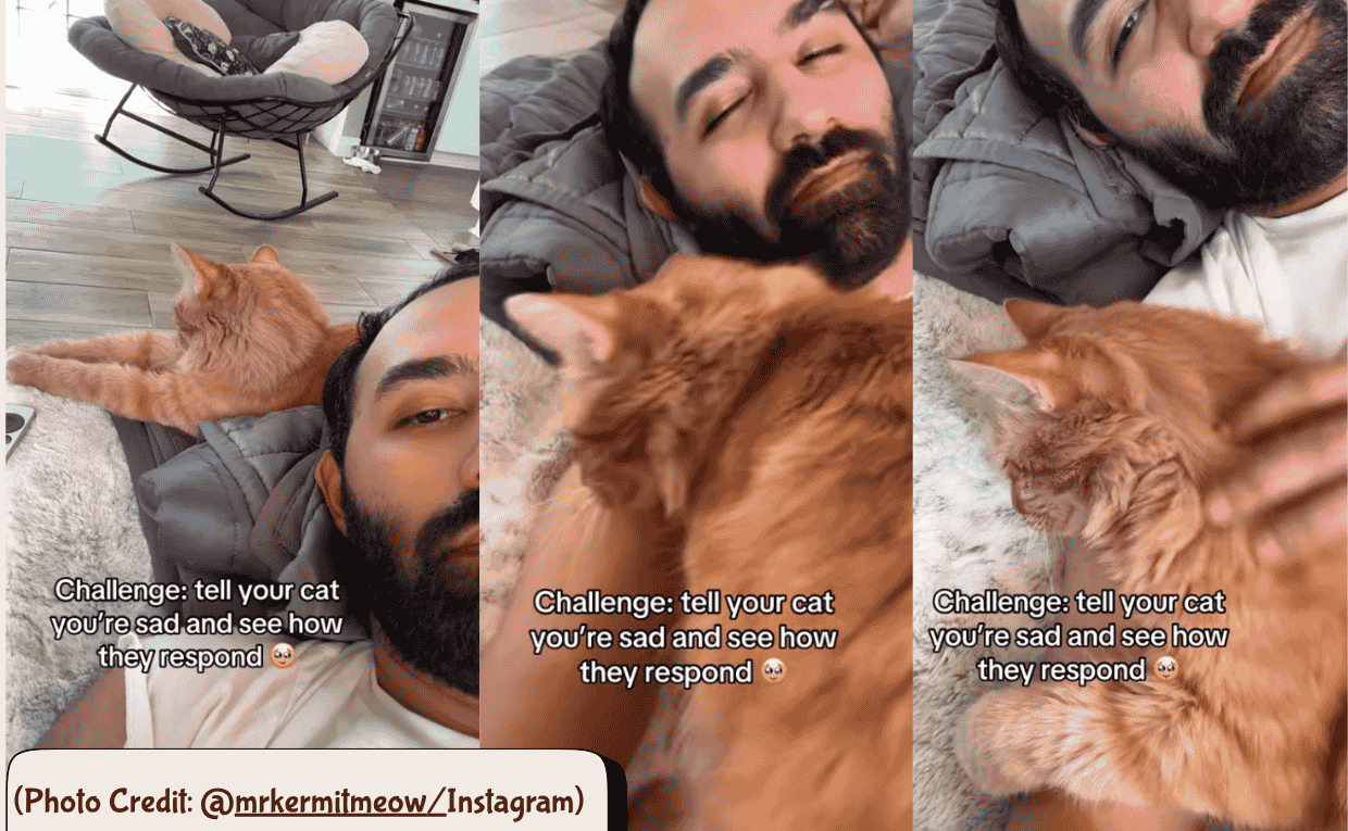 Cat Comforts dad
