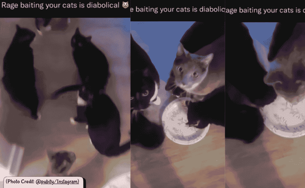 Cat Food