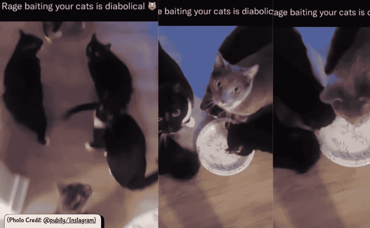 Cat Food