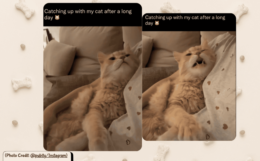 Cat talking with Mom