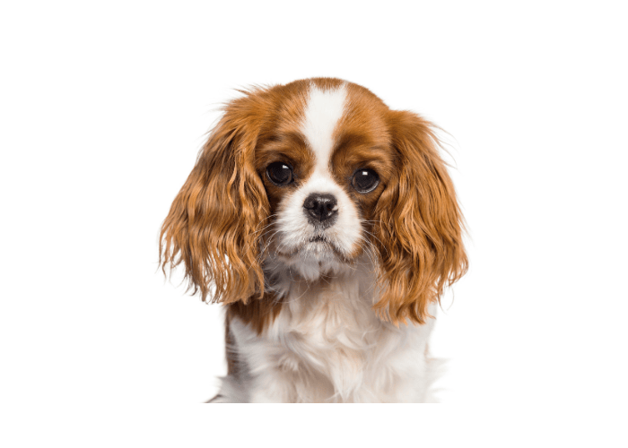 Cavalier King Charles Spaniel