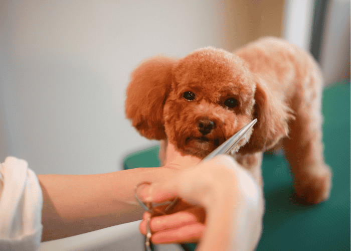 Cavoodle grooming