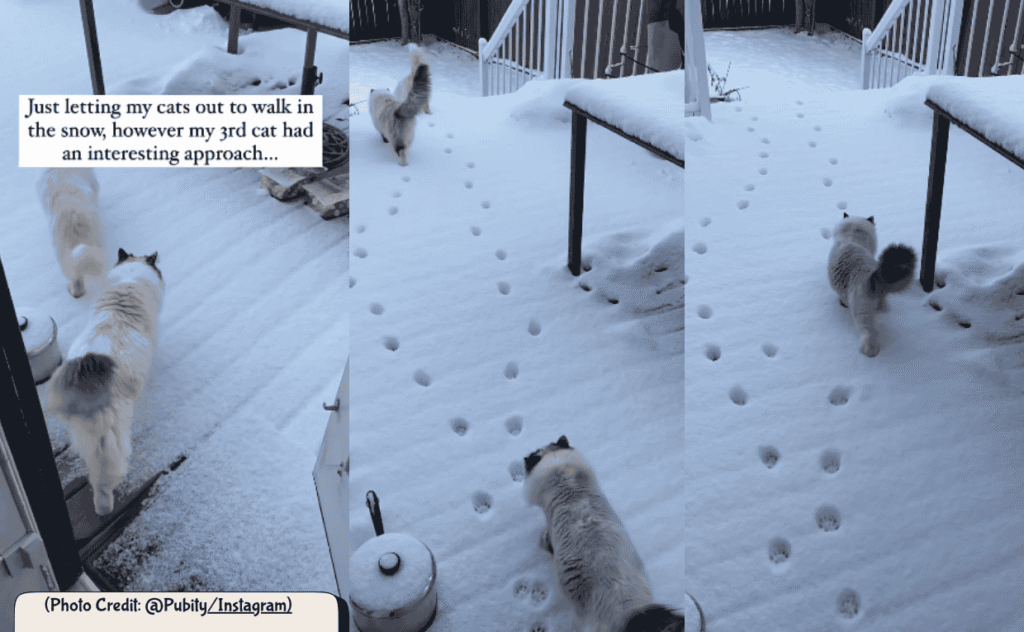 Clever Cat