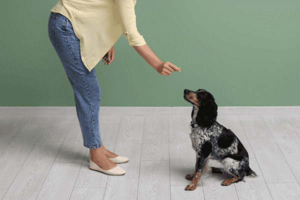 Dog Training at Home