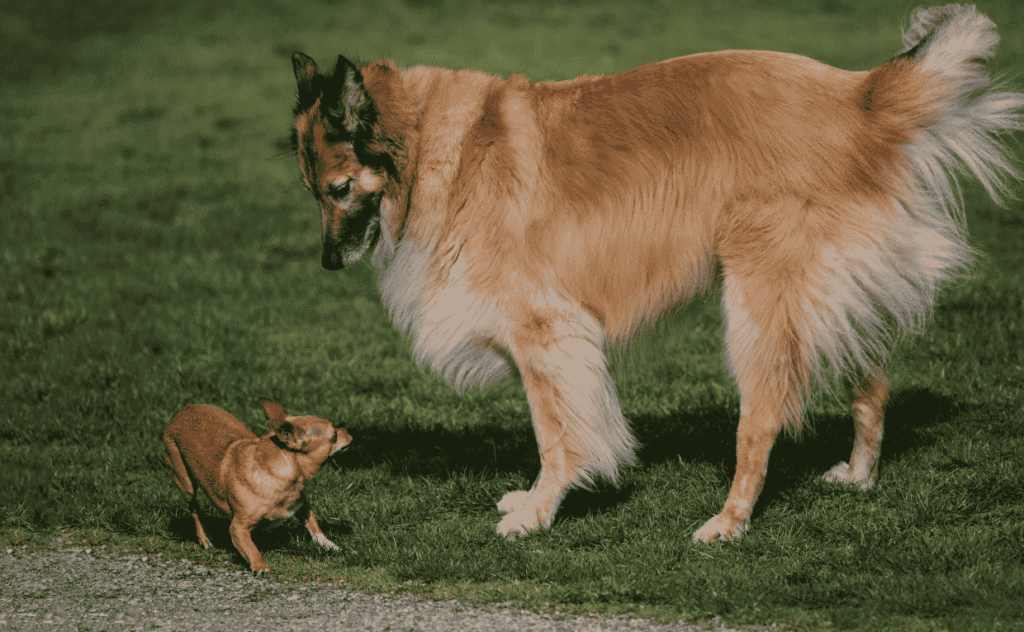 Dog Training Dog
