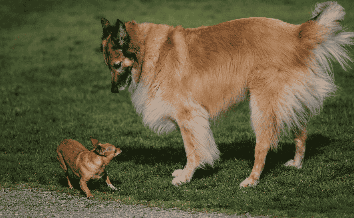 Dog Training Dog