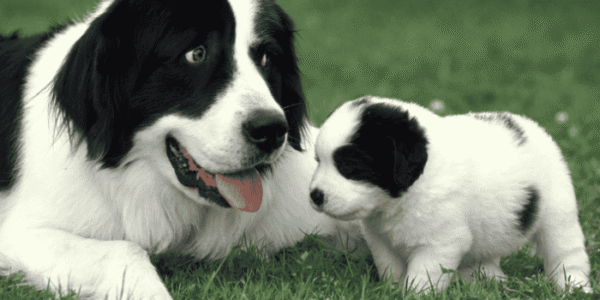 Dog Training Small Pup