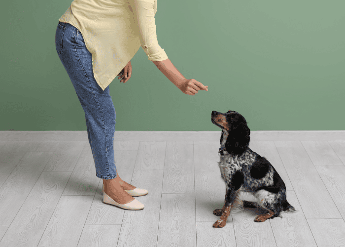 Dog Training at Home