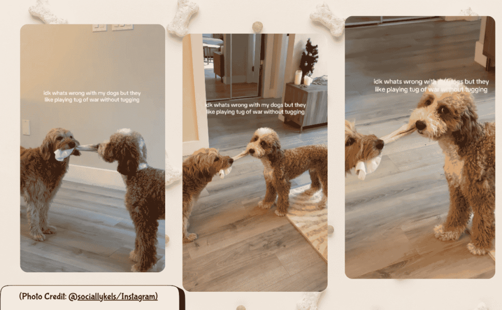 Dog Tug of War