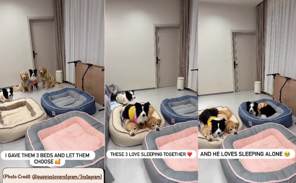 Dog Chooses Bed