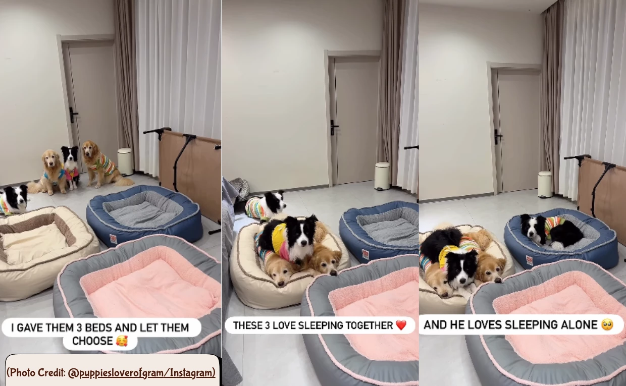 Dog Chooses Bed