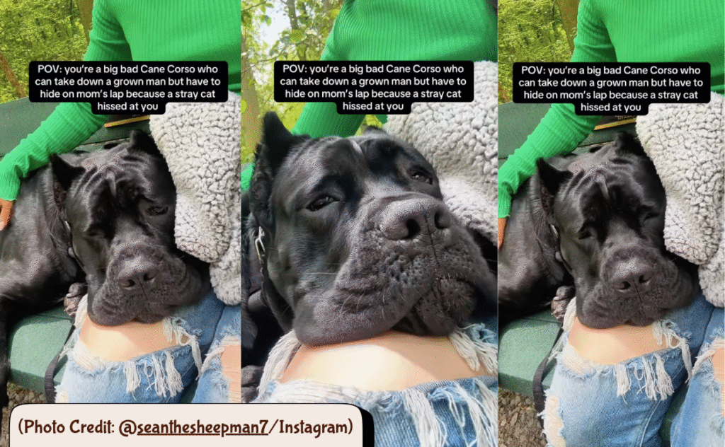 Can Corso Dog Hiding in Mom Lap