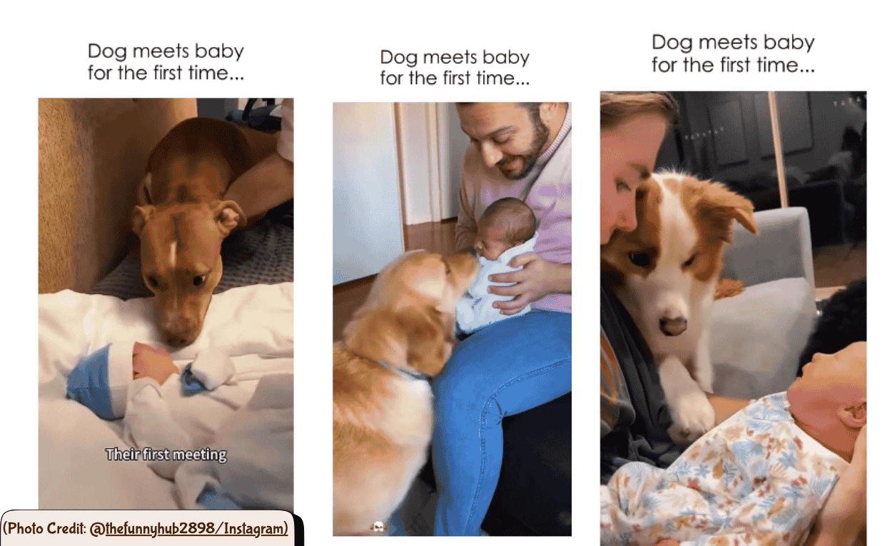 Dog meets baby