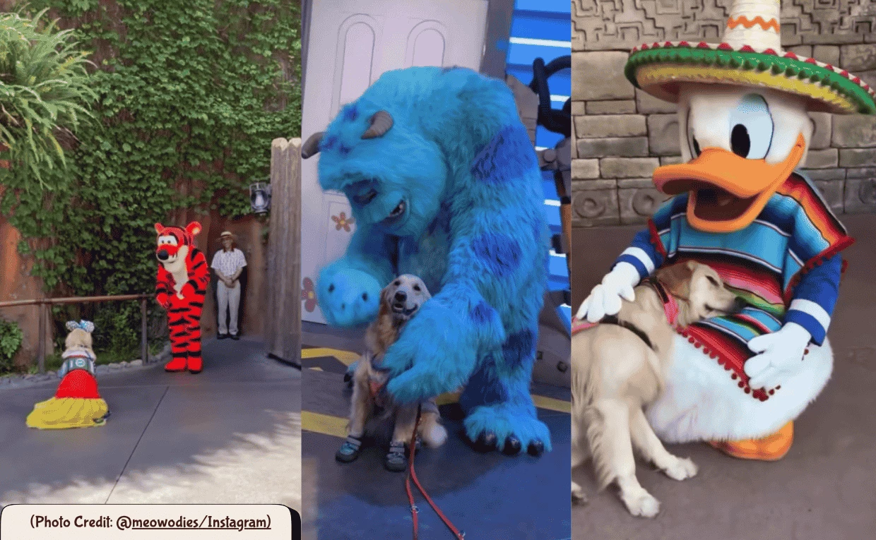 Dog meets Disney Heros