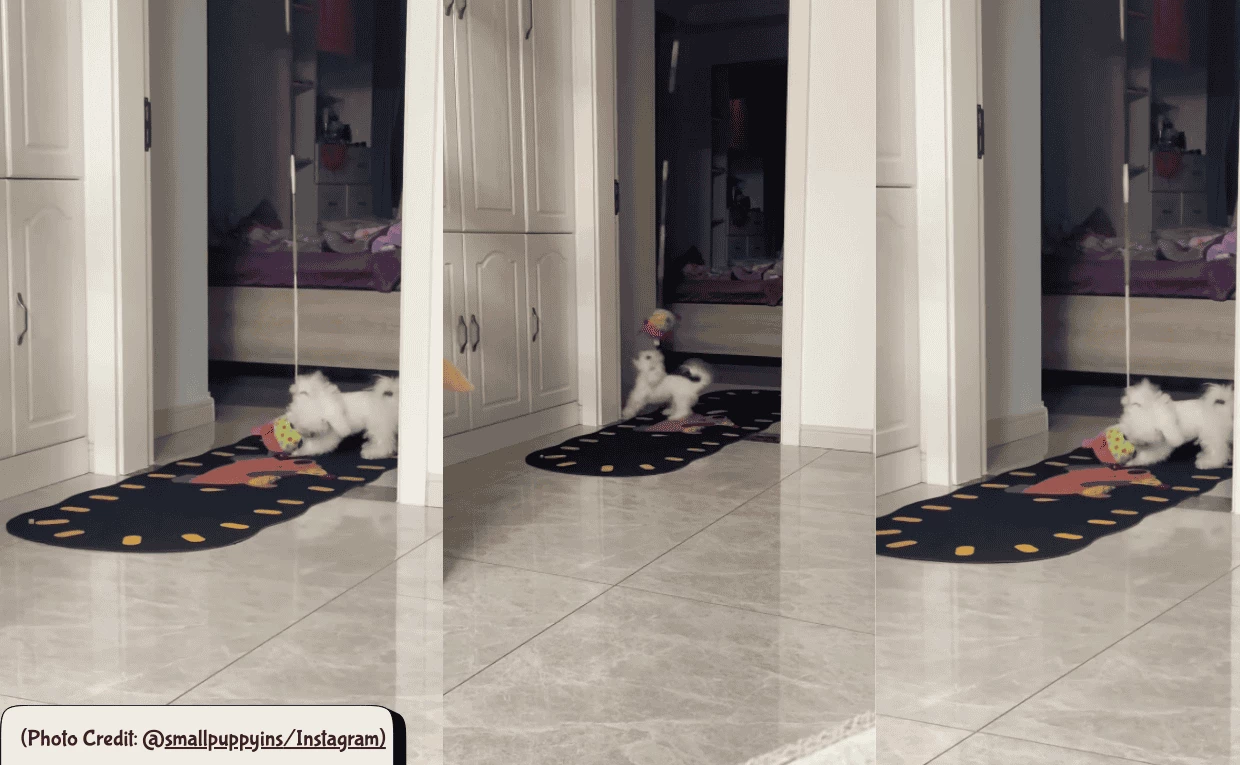 Dog Playing with Toy