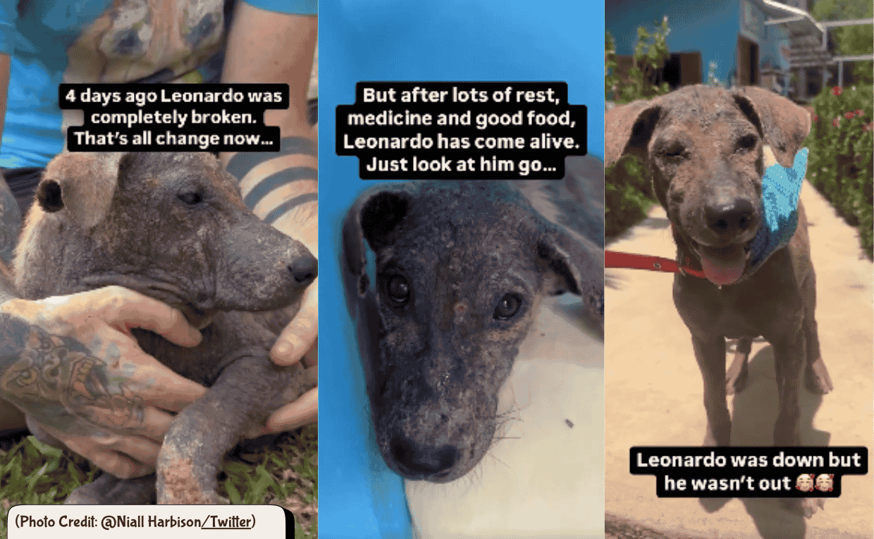 Dog Rescue Story