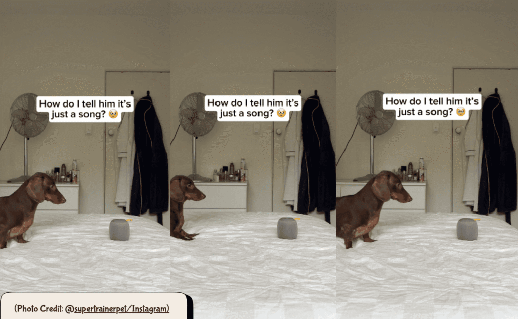 Dachshound Funny