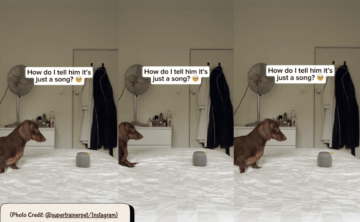 Dachshound Funny