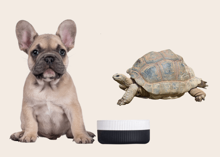 French bulldog and Tortoise