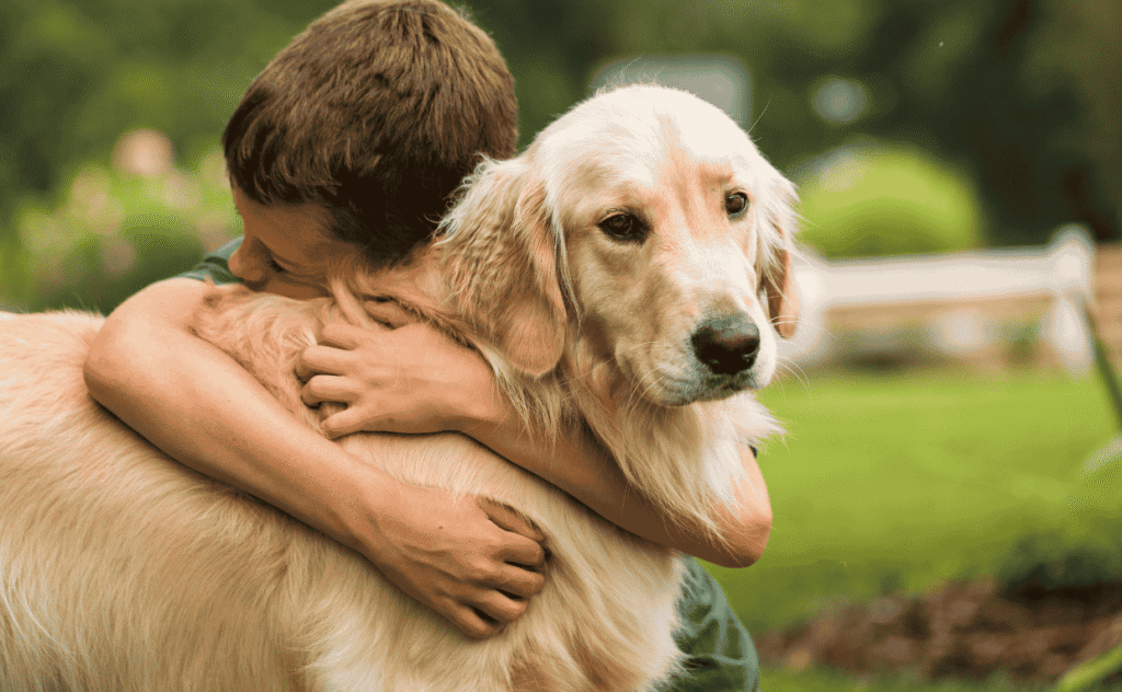Golden Retriver Dog
