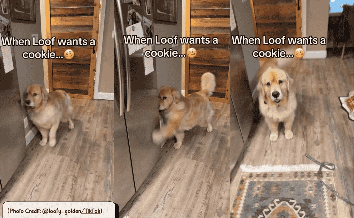 Golden retriver asks for food