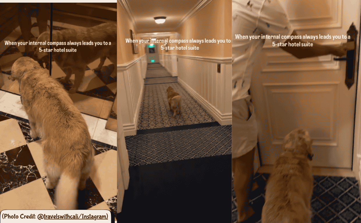 Golden retriver guides owner