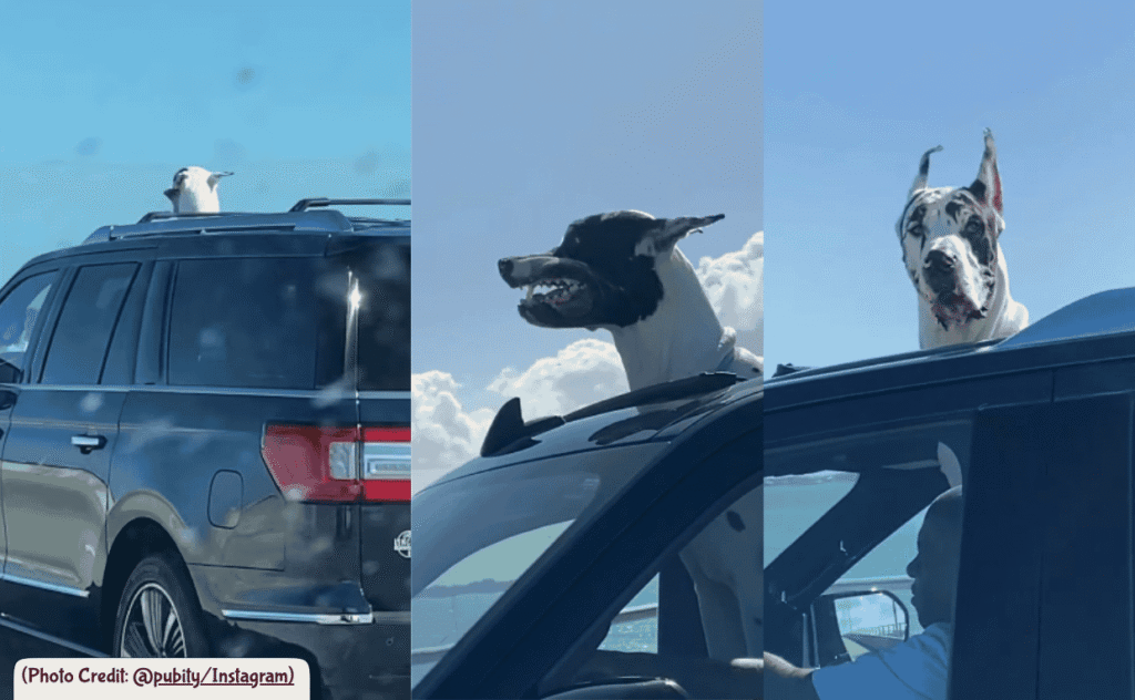 Great Dane in Car