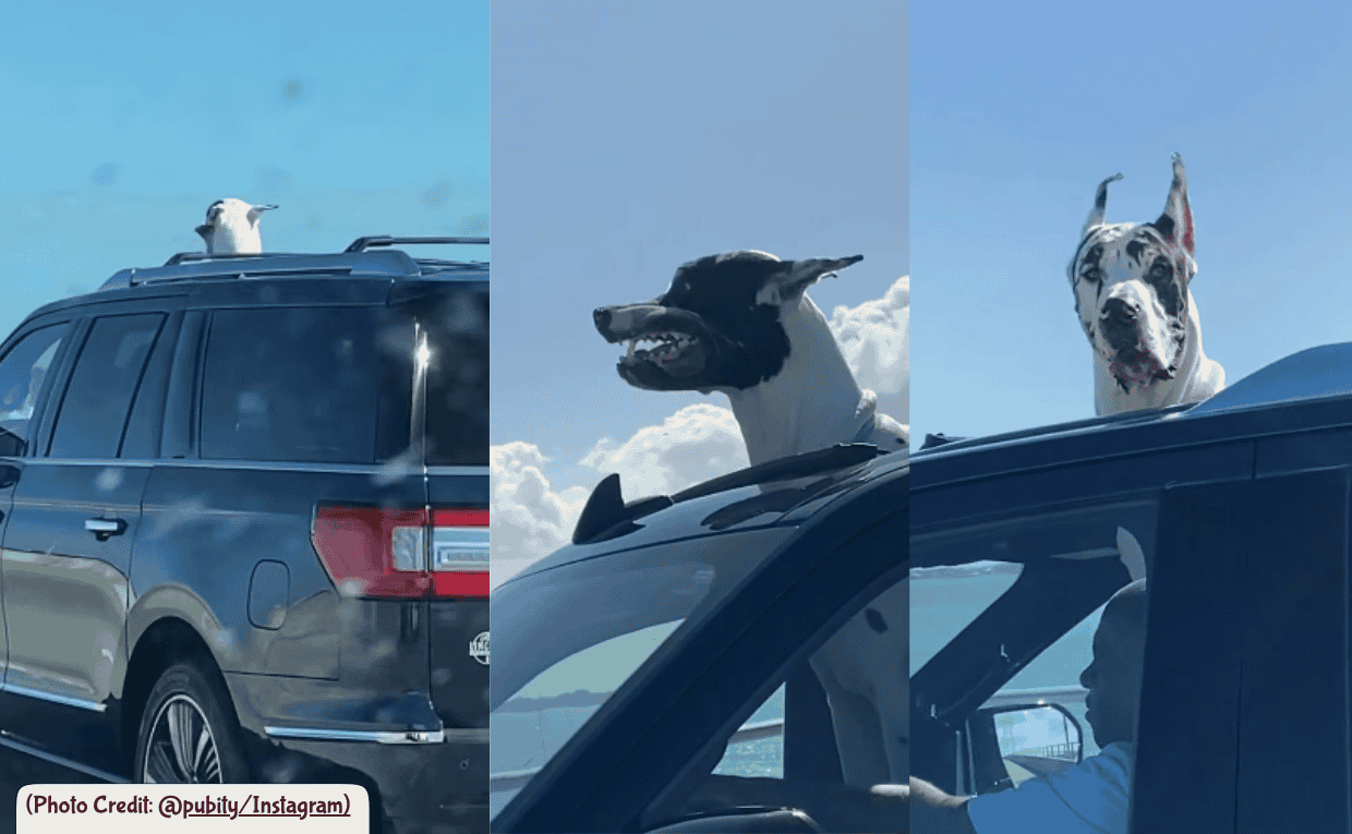 Great Dane in Car