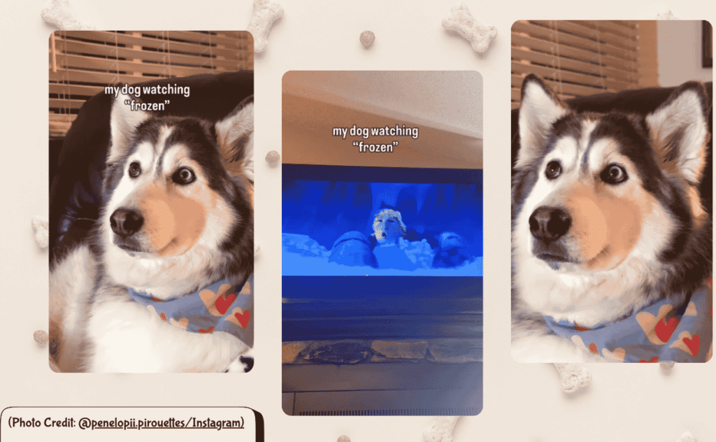 Husky watching Frozen