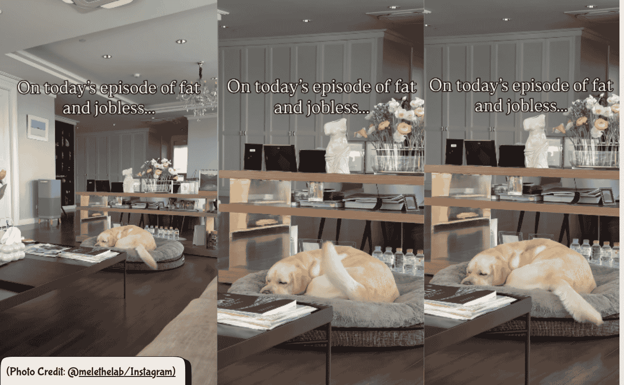 Labrador wags tail in Sleep