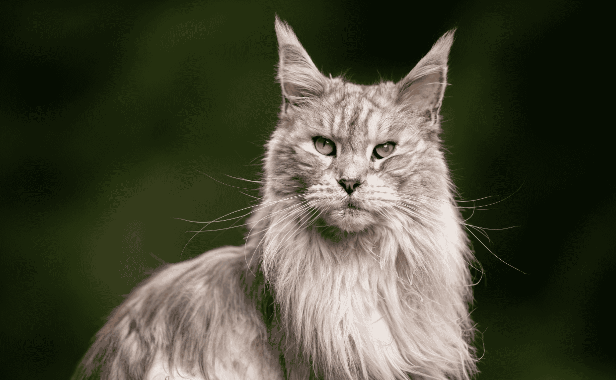 Maine Coon Cat