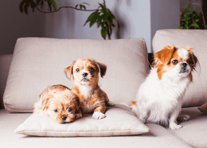 Pup Squad