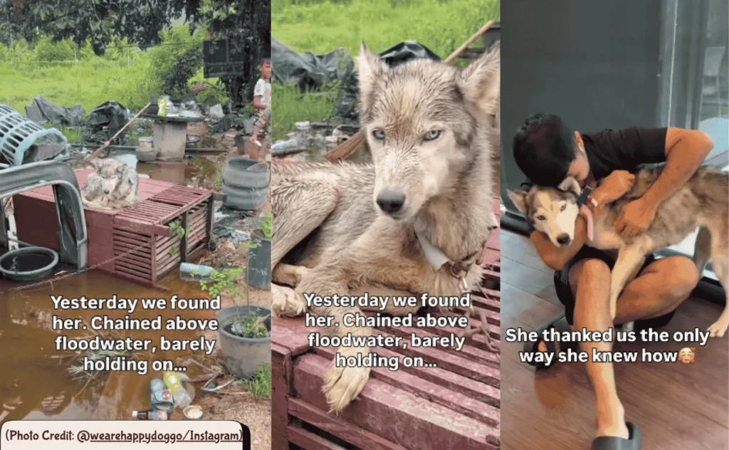 Rescued Husky